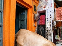 DSC01184  According to Maddy, our tour guide, the first bread baked in the morning in each Hindu household is for the cows. The know this and go to collect their breakfeast right from the doorstep.