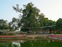 DSC01264  According to the legend, Lord Buddha was born under this tree.
