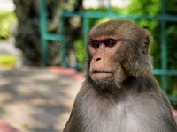 DSC01695  At Swayambhu temple (Monkey temple) in Kathmandu.