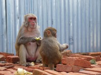 DSC01699  At Swayambhu temple (Monkey temple) in Kathmandu.