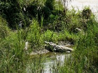 ORG DSC01288  Croc in Chitwan National Park