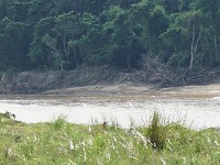 ORG DSC01298  Rhino in Chitwan National Park.