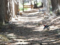 Isla Victoria  Woody Woodpecker!