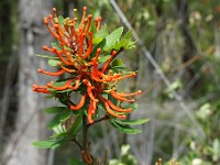 Pampa Linda to Puerto Frias 3-Day Trek ( Day 2 )