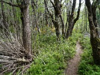 Pampa Linda to Puerto Frias 3-Day Trek ( Day 2 )  On the way to Refugio Rocca, along Rio Alerce
