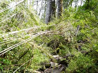Pampa Linda to Puerto Frias 3-Day Trek ( Day 3 )  The brook is the trail....