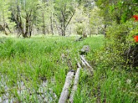 Pampa Linda to Puerto Frias 3-Day Trek ( Day 3 )